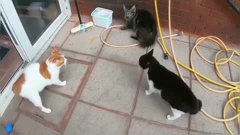 Vicious Cat Fight Caught On Camera