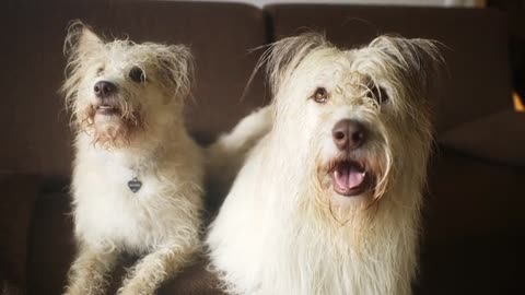 Dogs Looking Up while Lying Down on a Sofa
