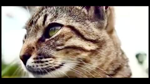 Comic comic cat