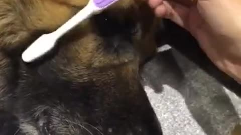 I love this 😇😇😇😇 Cute dog video #Shorts