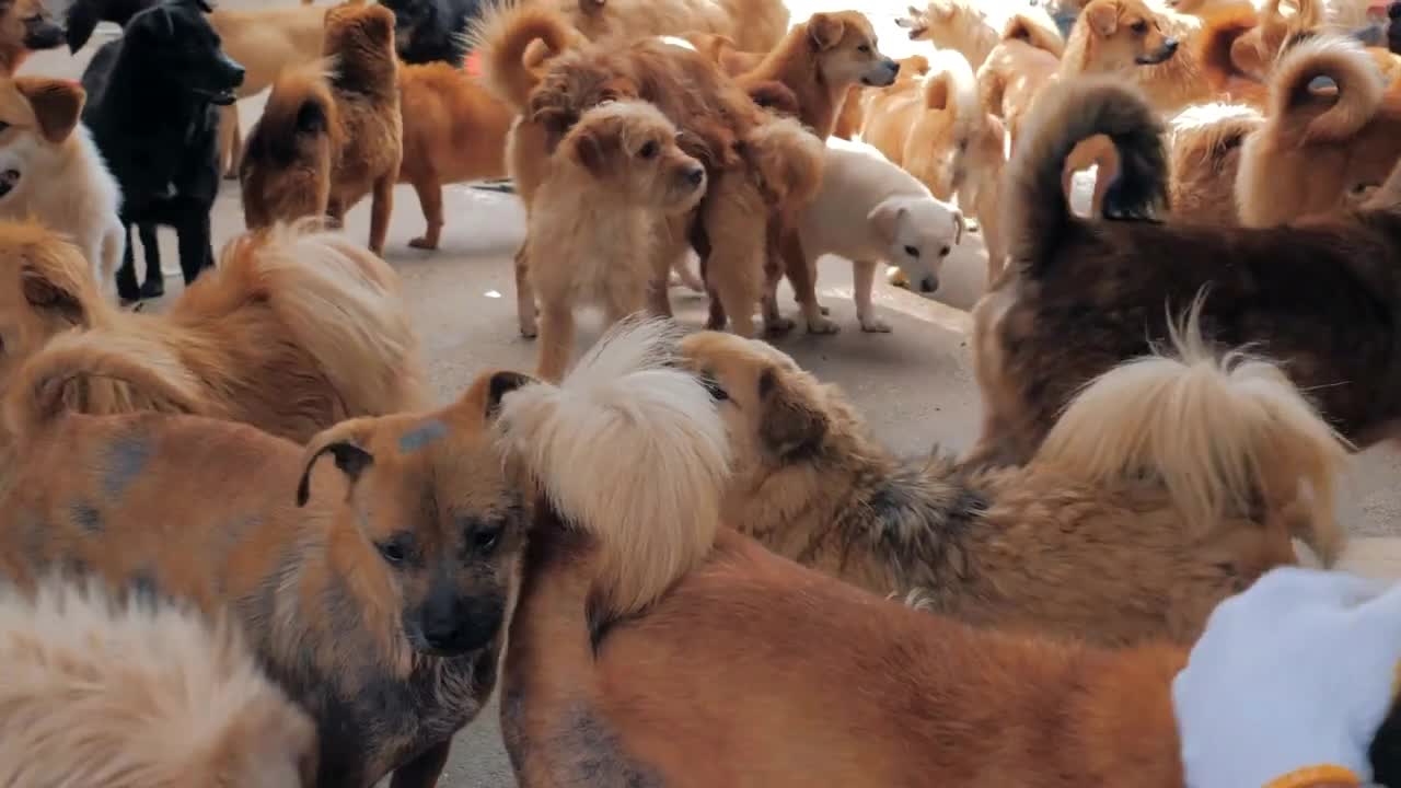 Sad dogs in shelter waiting to be rescued and adopted to new home. Shelter for animals concept