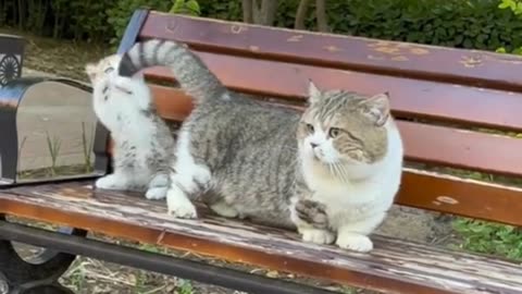 "Purrfect Harmony: The Endearing Love Between Cat and Kitten"
