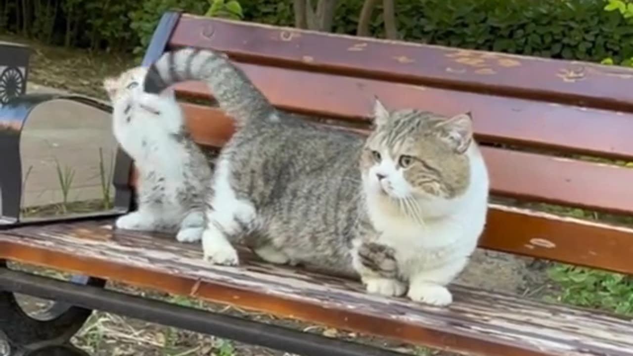 "Purrfect Harmony: The Endearing Love Between Cat and Kitten"