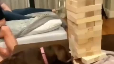 SMART LABRADOR PUPPY PLAYS JENGA LIKE A CHAMP
