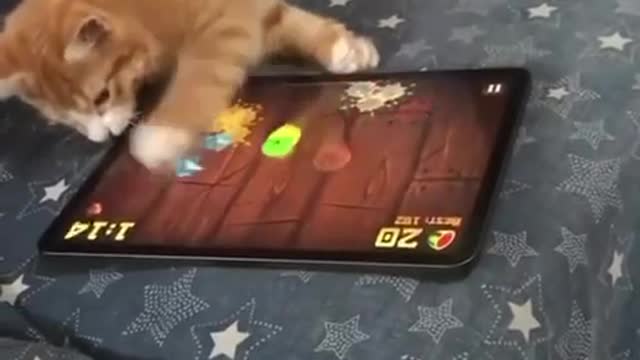 The cat is playing with the tablet