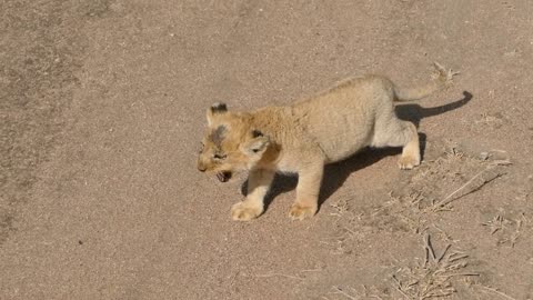 lioness and her cubs 2021