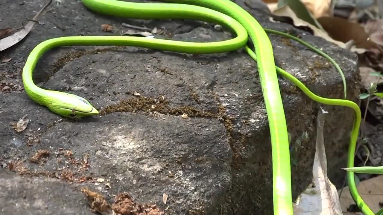 Green Vine Snake