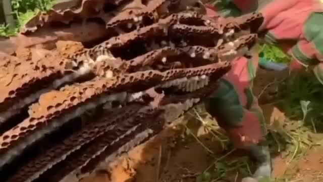 a lot of honey