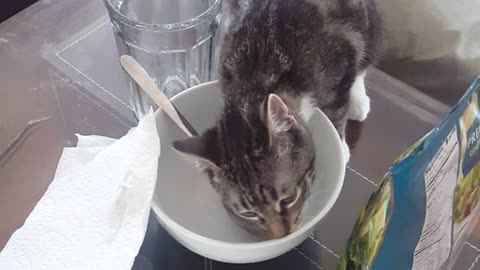 Kitten licks empty cereal bowl