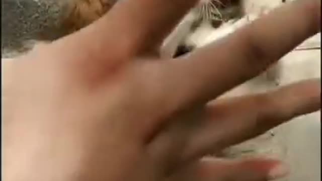 #cute cat#shorts
