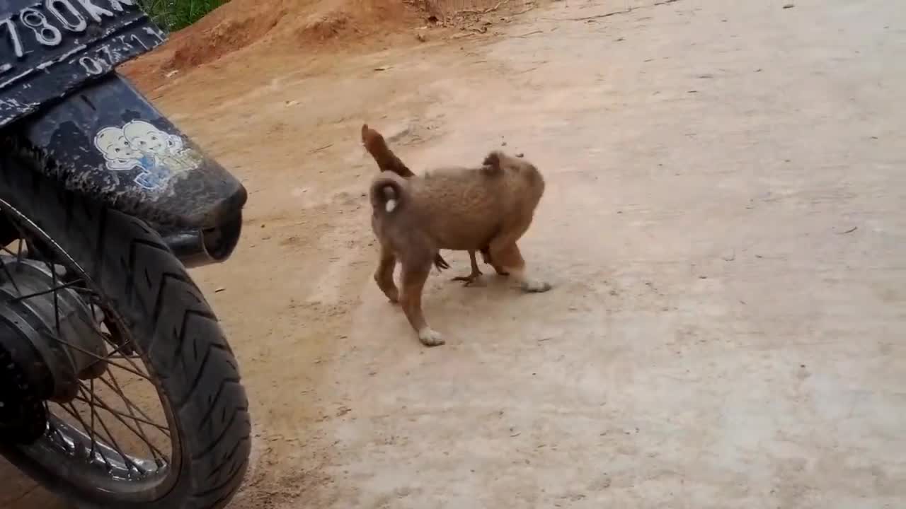 Dog vs Brave Cock