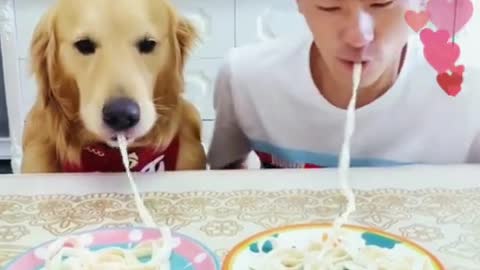 DOG EATING MACARONI