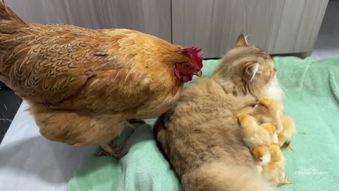 Cat temporarily fosters Baby Chicks! Funny cute!!!🤣