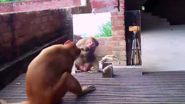 Funny monkey