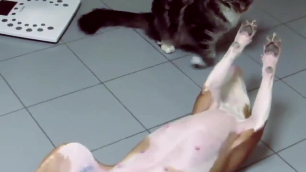 Cats fight (funny) with dogs