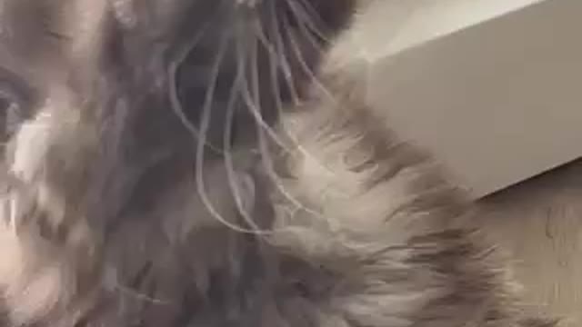 Funny cat. Young maine coon loves playing.