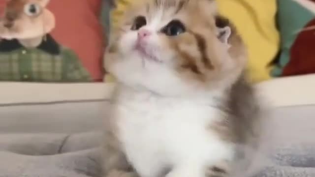 Cat funny video π€£