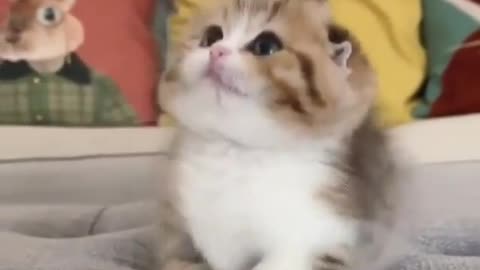 Cat funny video 🤣