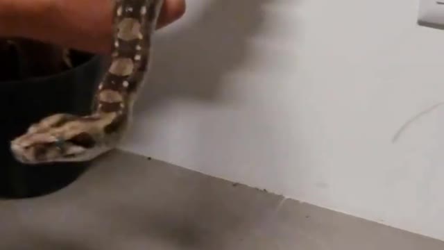 Shocking Snake Hack Would Terrify Most Home Owners!