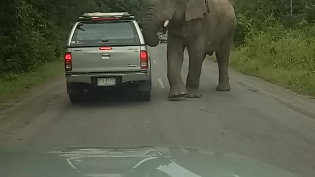 Elephant Searches For Food, Finds It In This Moving Truck