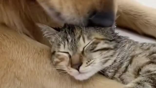 The friendship between cats and dogs is very close