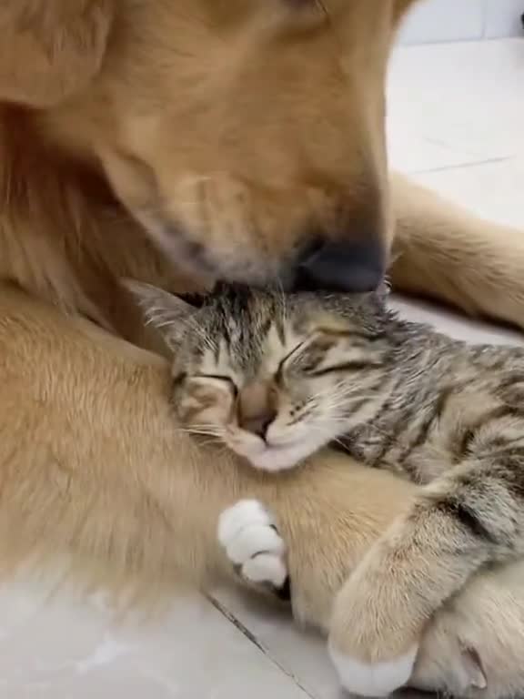 The friendship between cats and dogs is very close