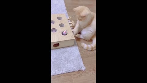 Funny - Moments with Animals - Funny Compilation - Funny Animals