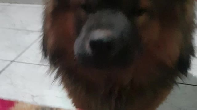 Meu cachorro dando trabalho