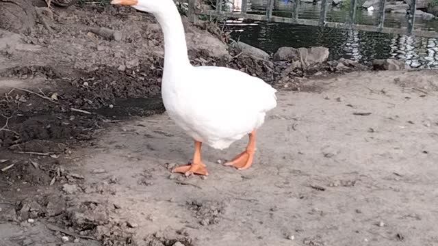 White Goose Pet Video By Kingdom of Awais