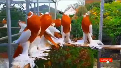 Beauifull fancy pigeons videos