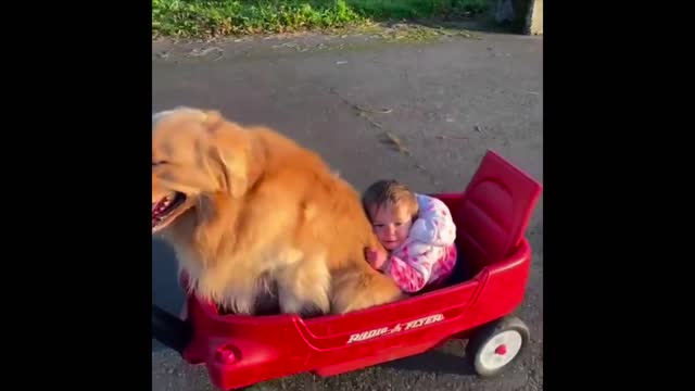 Cutest Golden Puppies