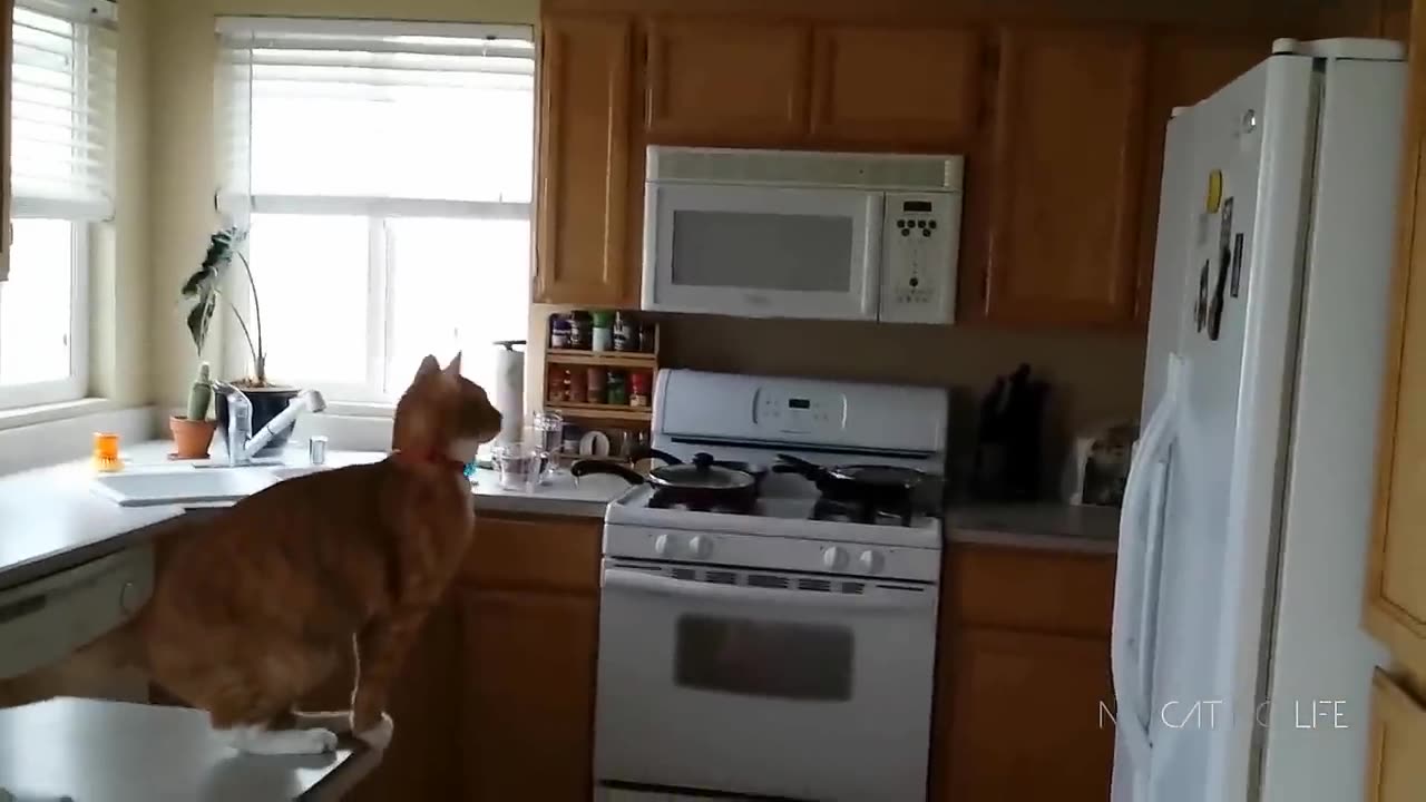 Funny cats jump fail compilation #1