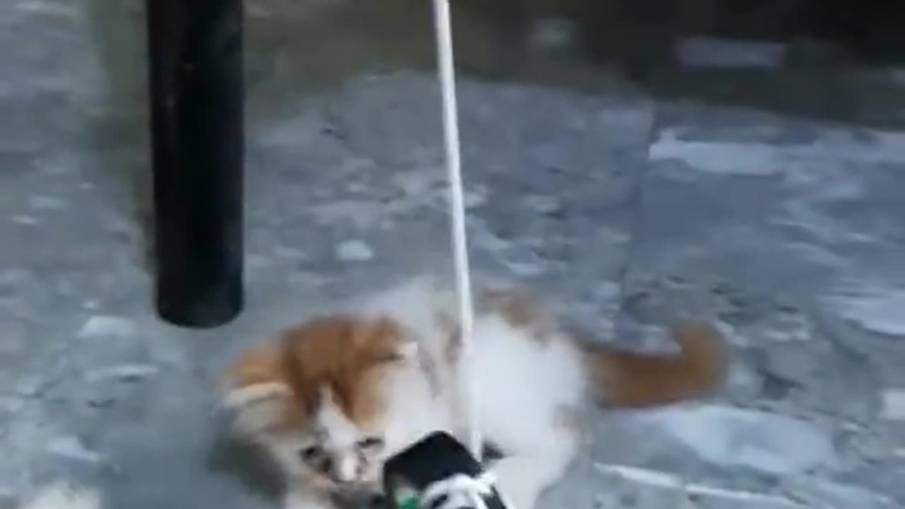 Cute cats video compilation 86