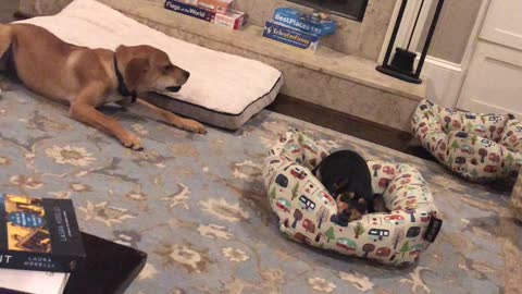 Bored Puppy Just Wants to Play