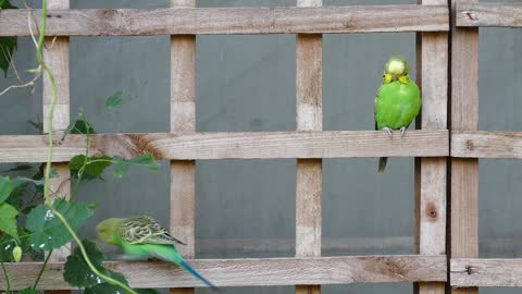 funniest cute beautiful bird playing on the branch