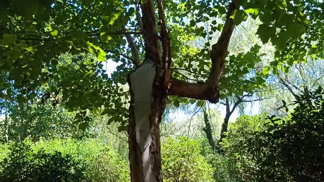 How did the hollow of this tree wrap the cement