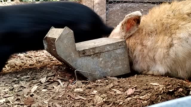 Rabbit turned down so he eats