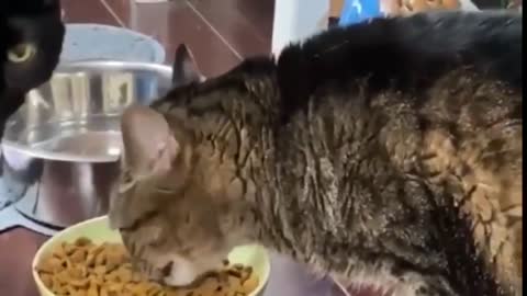 CAT EATING OF FOOD