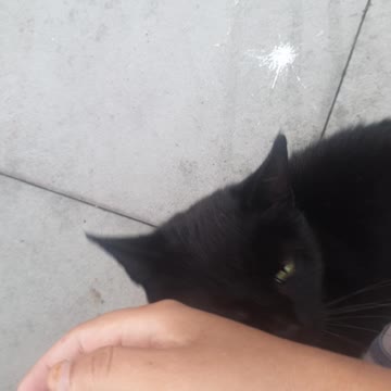 My Gorgeous Cats Getting Themselves Stroked By Me!