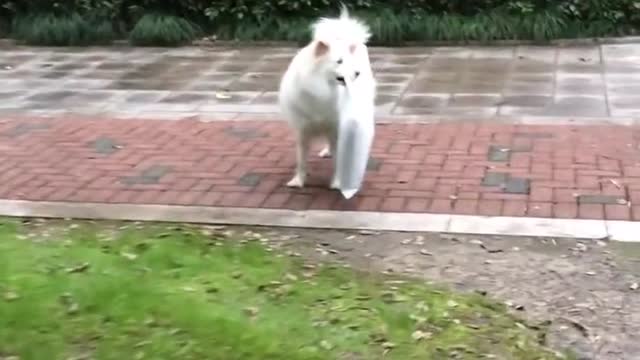 Buddy craving attention