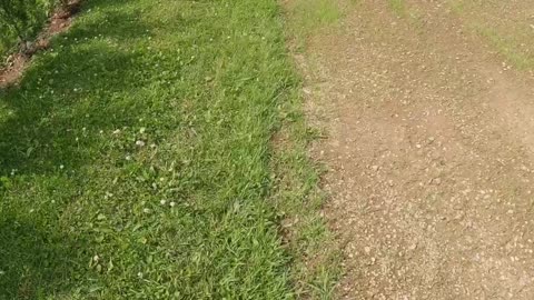 In a 4 day heat wave watering the grass and hedges