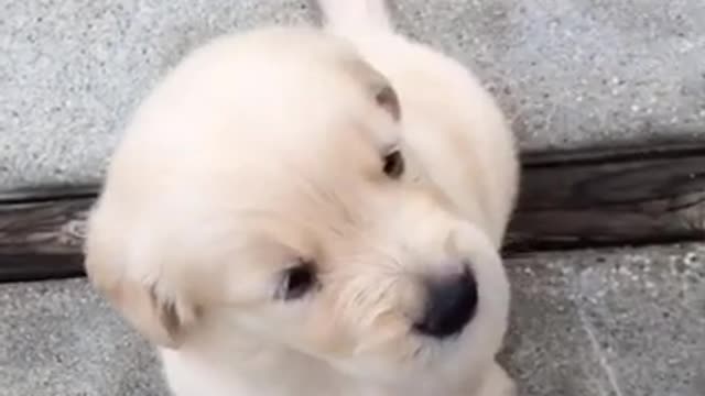 Cute Puppy [001]