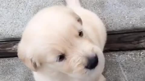 Cute Puppy [001]