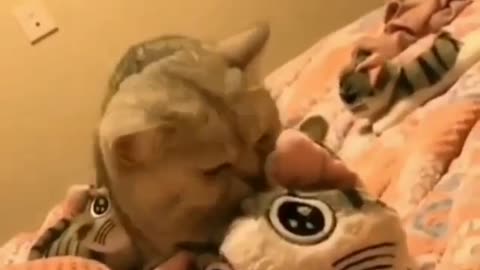 Toy cat funny