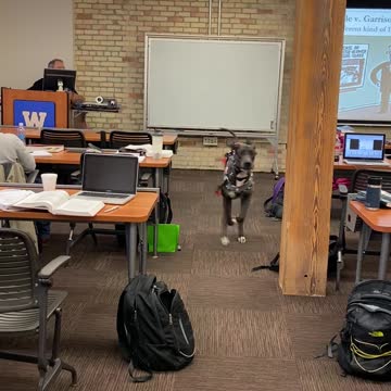 Service Dog: I LOVE the "Come" Command!