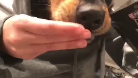 Black dog eats dog treats in hoodie with human hands