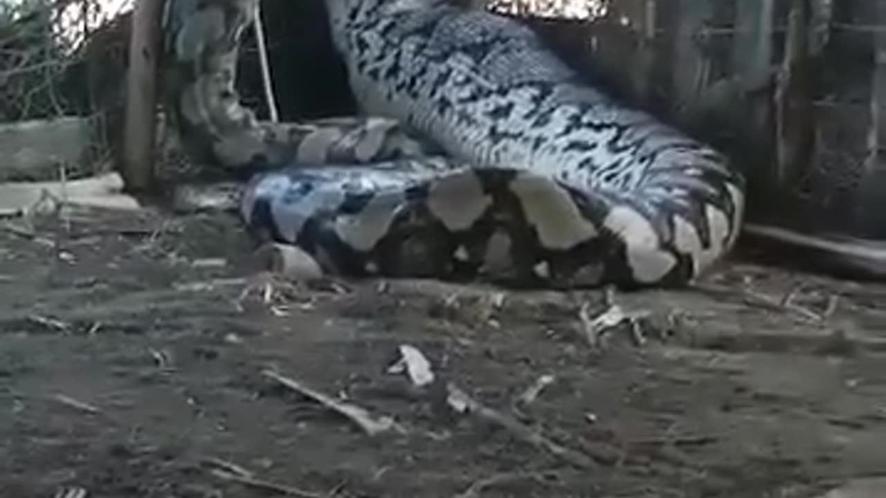 The largest snake in India