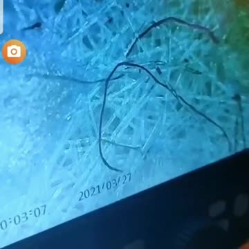 Mask contains something tiny and moving