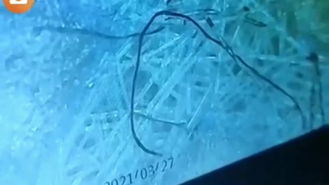 Mask contains something tiny and moving