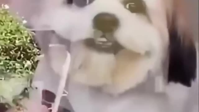 Let‘s see who the fourth dog looks like